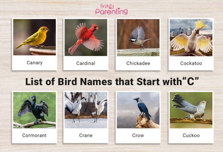 List of Birds That Start With C
