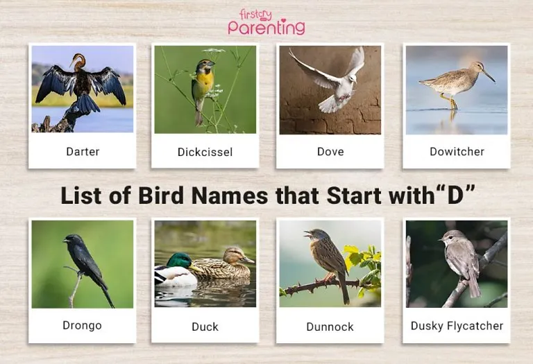 List of Birds That Start With D