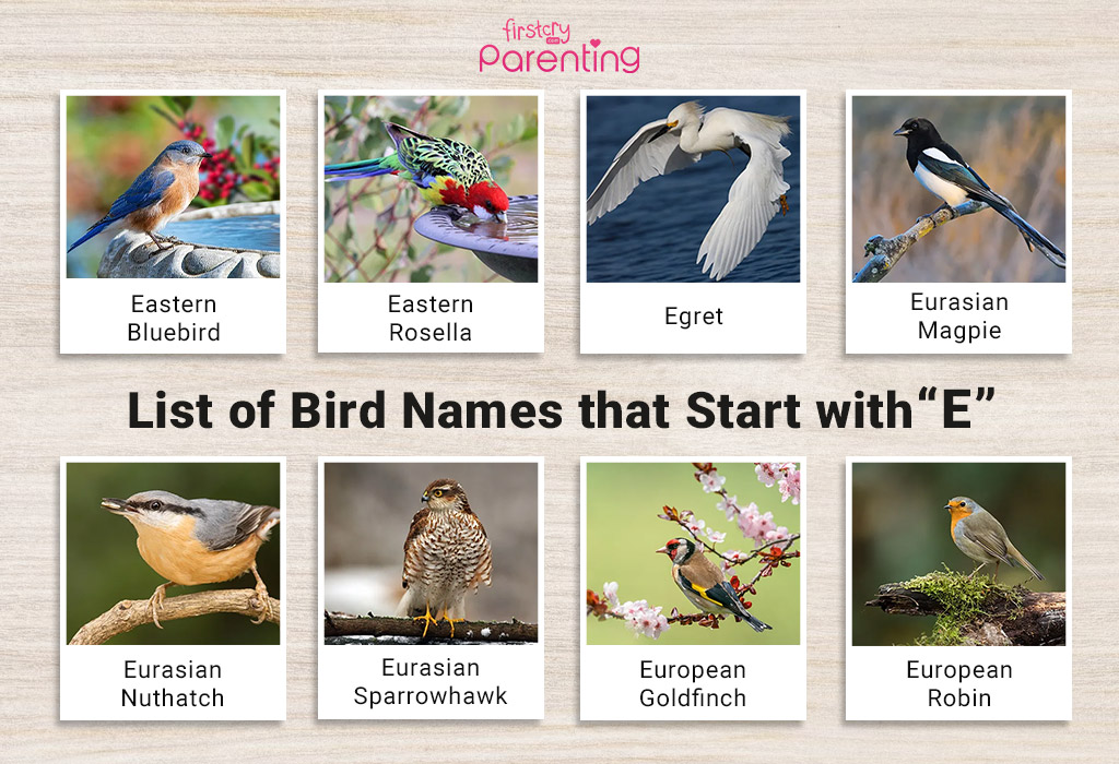 List of Birds That Start With E