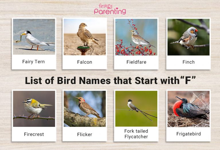 List of Birds That Start With F