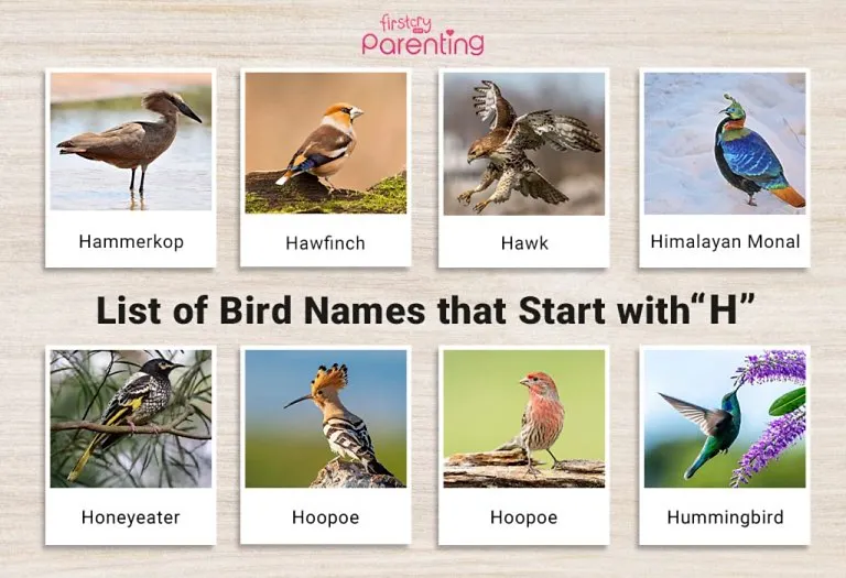 List of Birds That Start With H