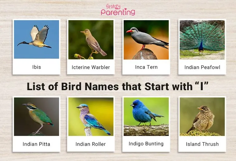 List of Birds That Start With I