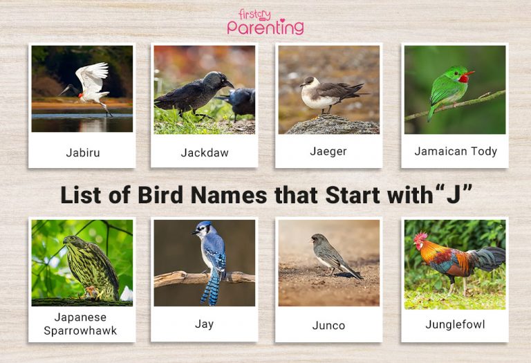 List of Birds That Start With J