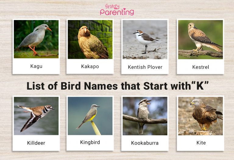 List of Birds That Start With K