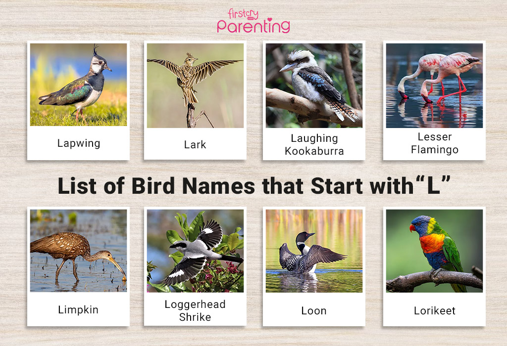 List of Birds That Start With L