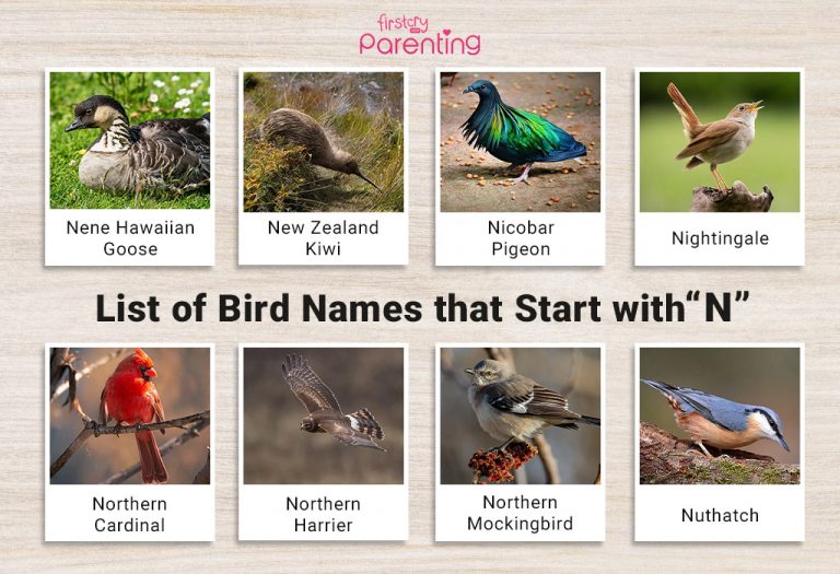 List of Birds That Start With N