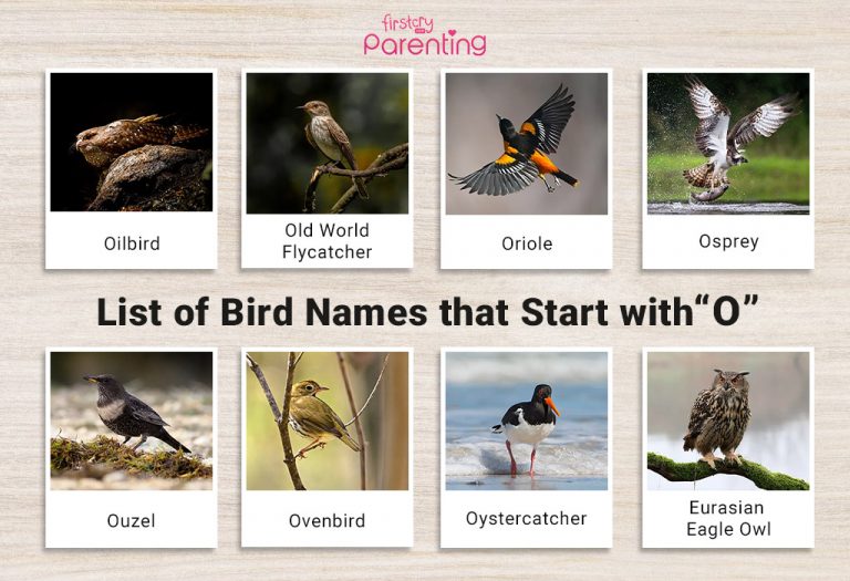 List of Birds That Start With O