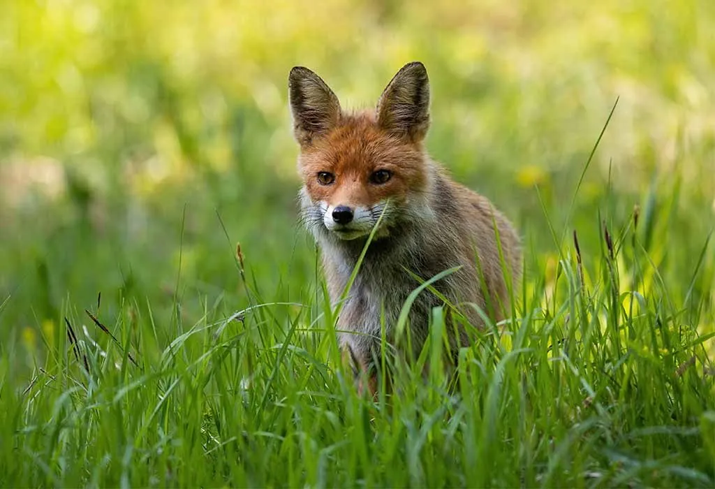 Red Fox