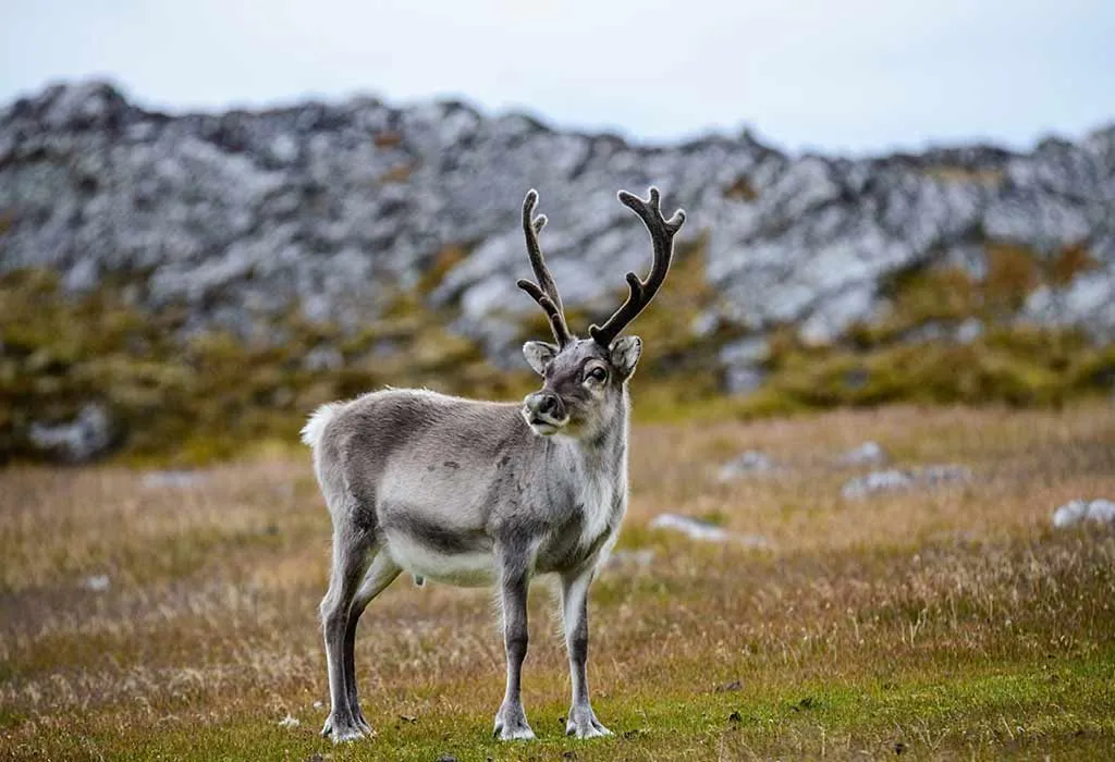 Reindeer
