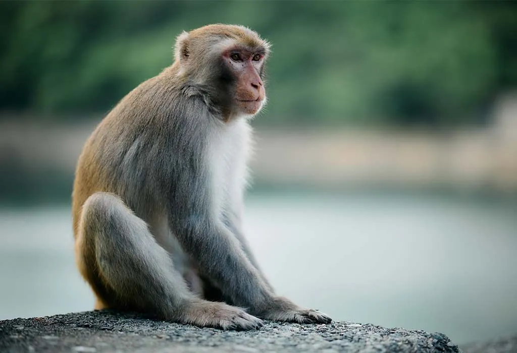 Rhesus Monkey