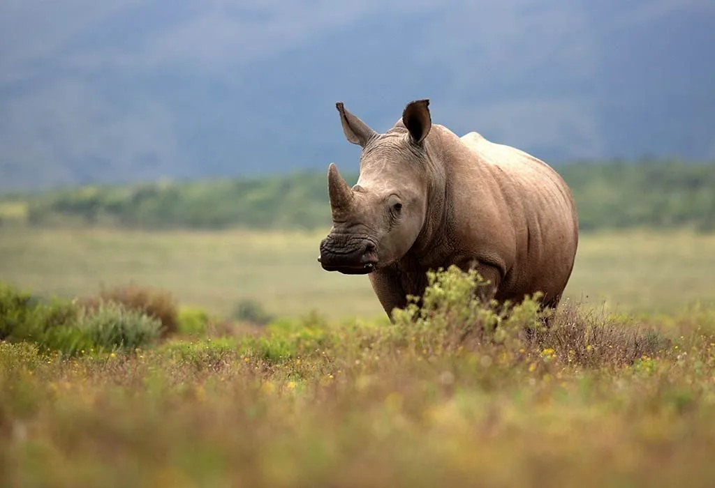 Rhinoceros
