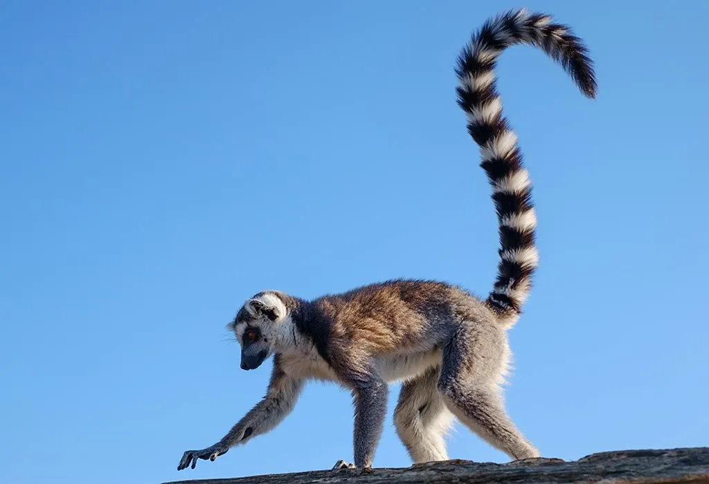 Ring-tailed Lemur