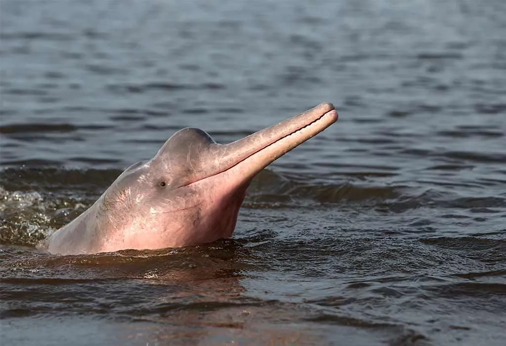 River Dolphin