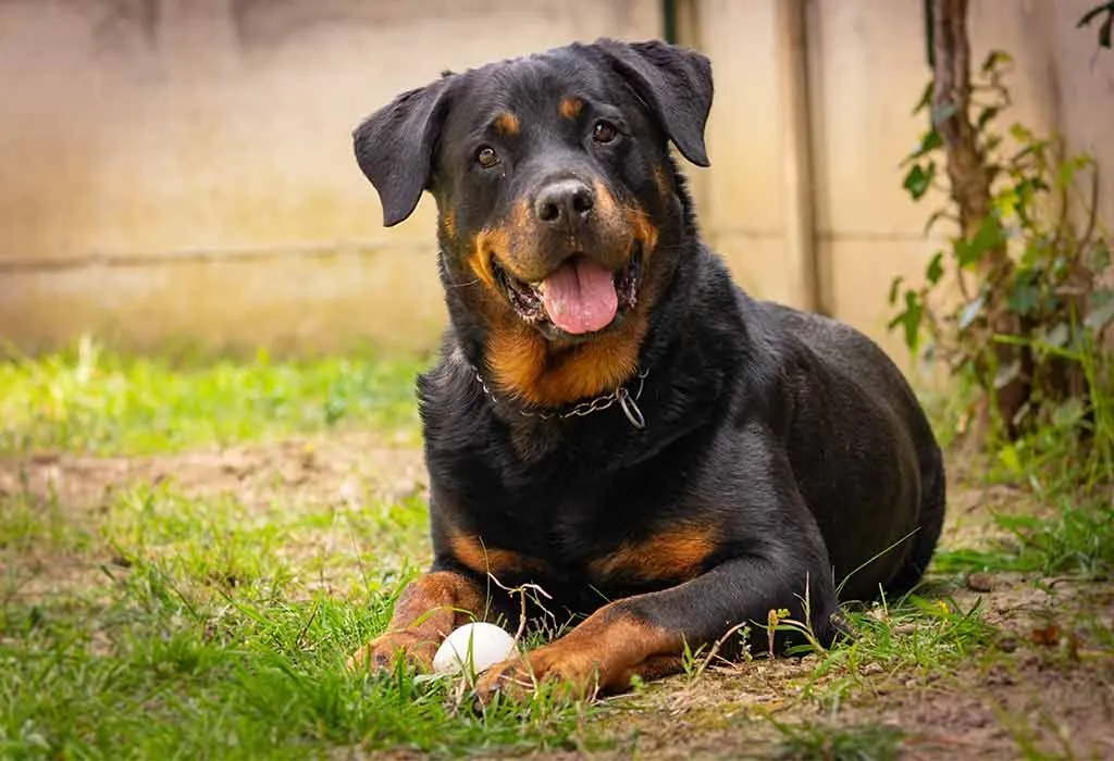 Rottweiler