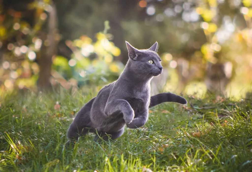 Russian Blue Cat