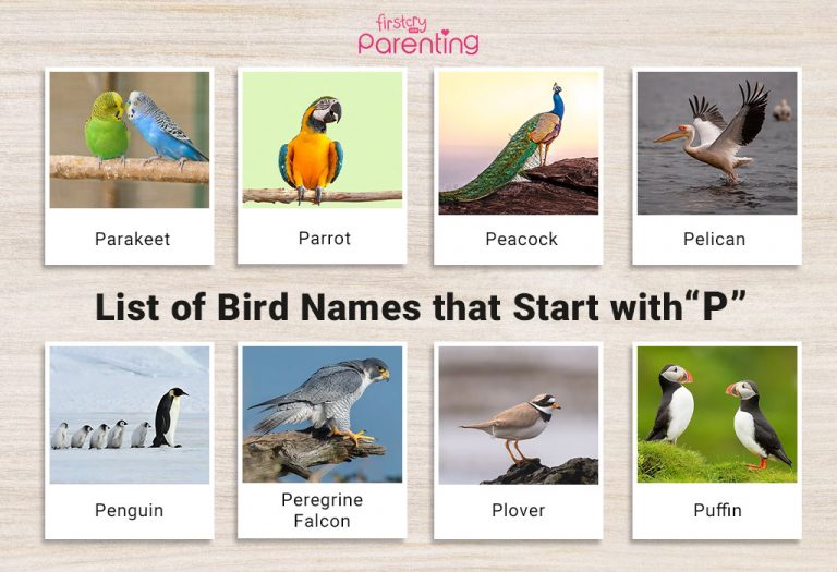 List of Birds That Start With P