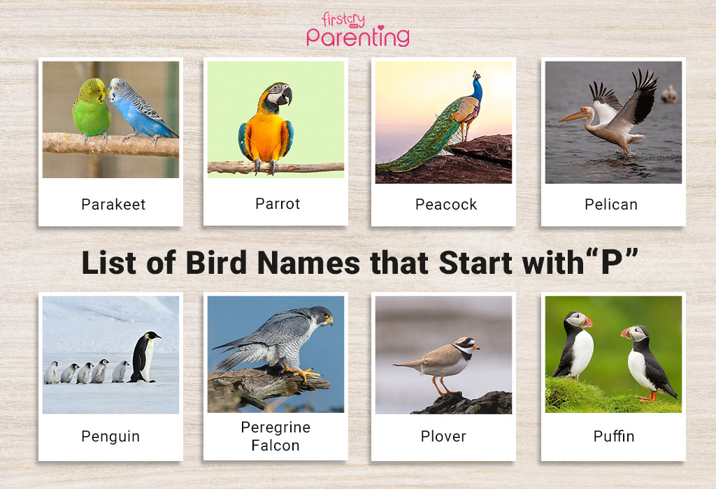 List of Birds That Start With P (Pictures & Facts)