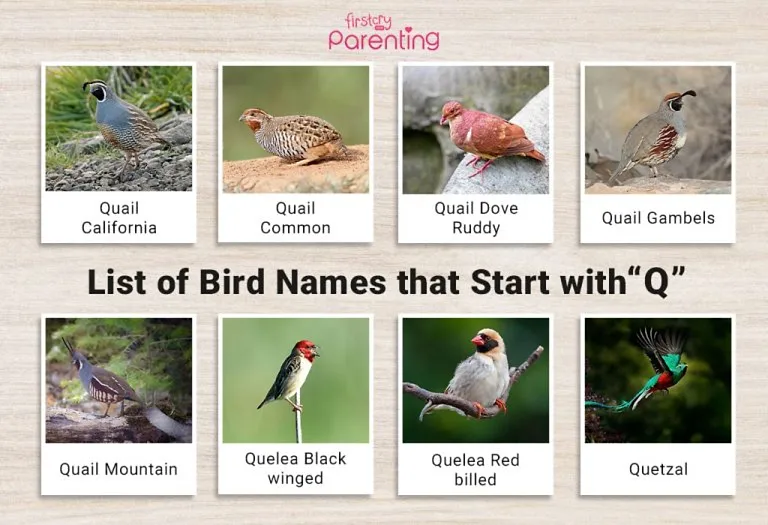 List of Birds That Start With Q