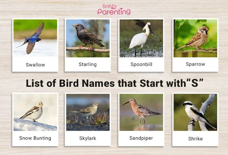 List of Birds That Start With S