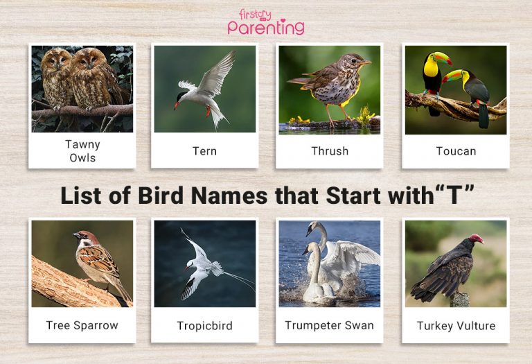 List of Birds That Start With T