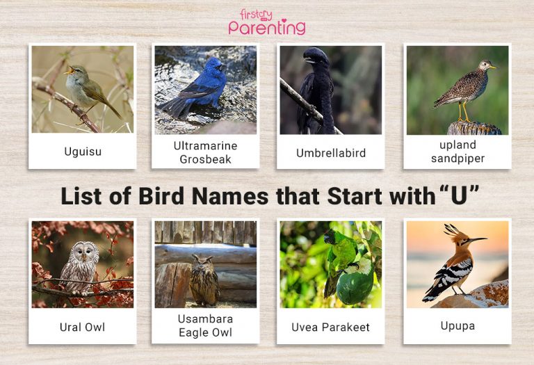 List of Birds That Start With U