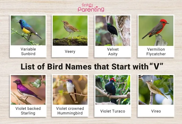 List of Birds That Start With V