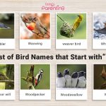List of Birds That Start With W