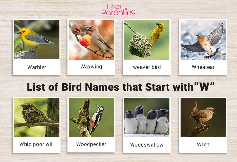 List of Birds That Start With W