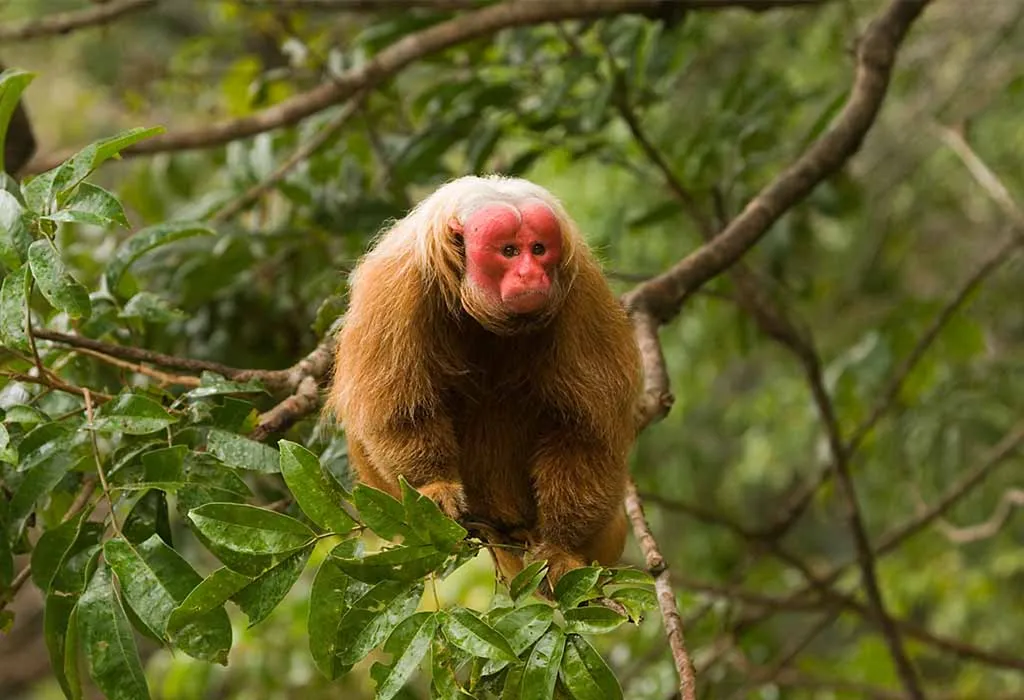 Uakari