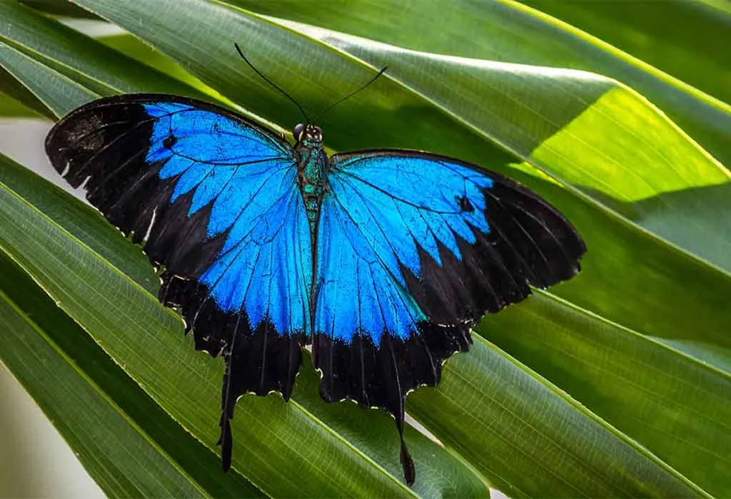 Ulysses Butterfly