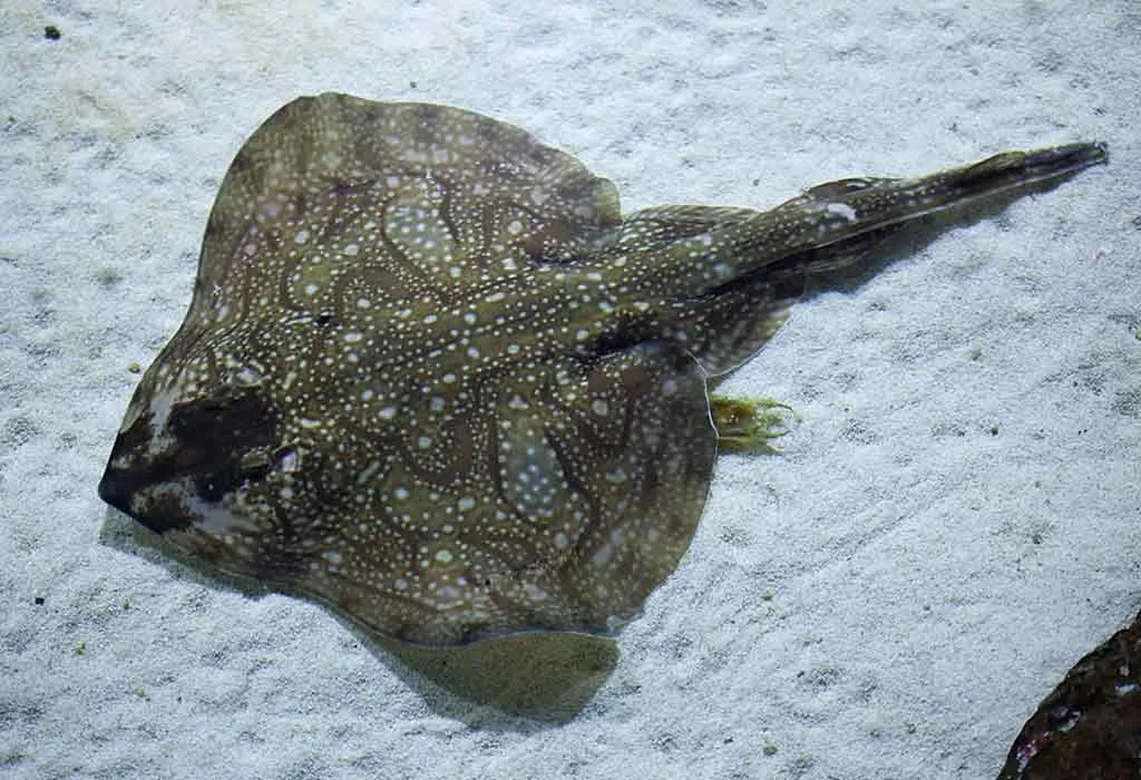 Undulate Ray