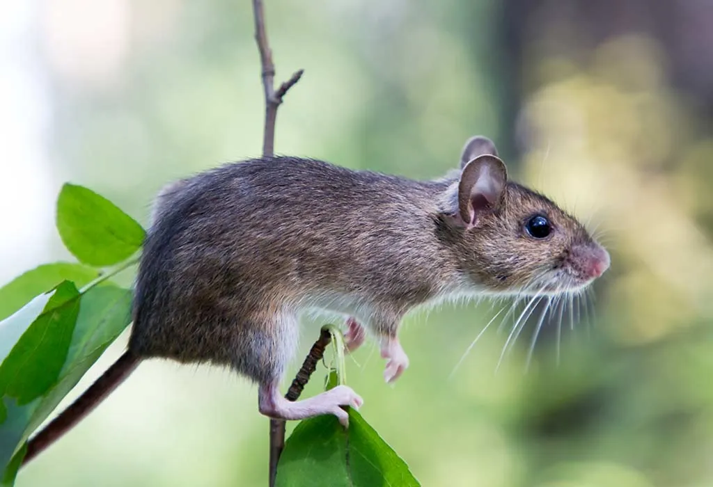 Ural Field Mouse