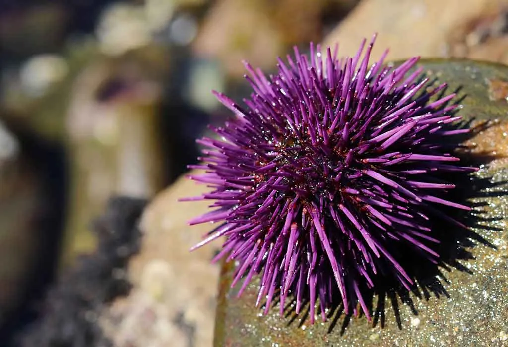 Urchin