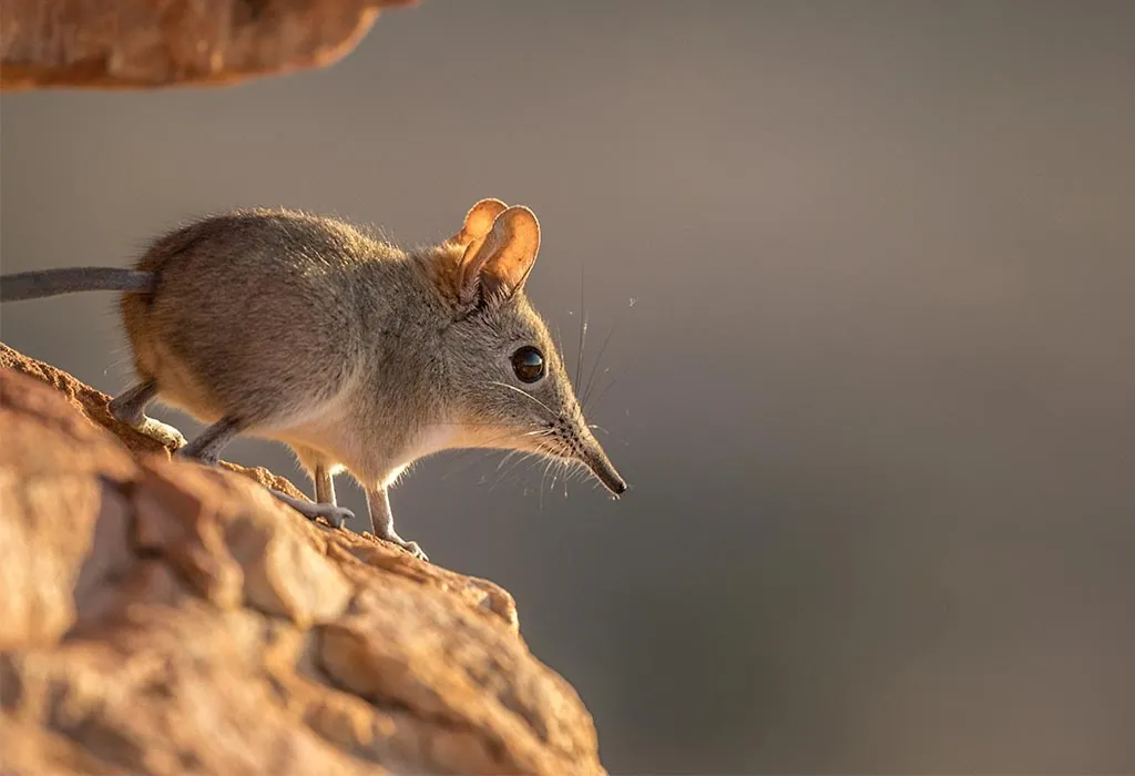 Ursine Shrew