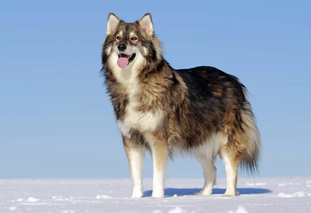 Utonagan Dog