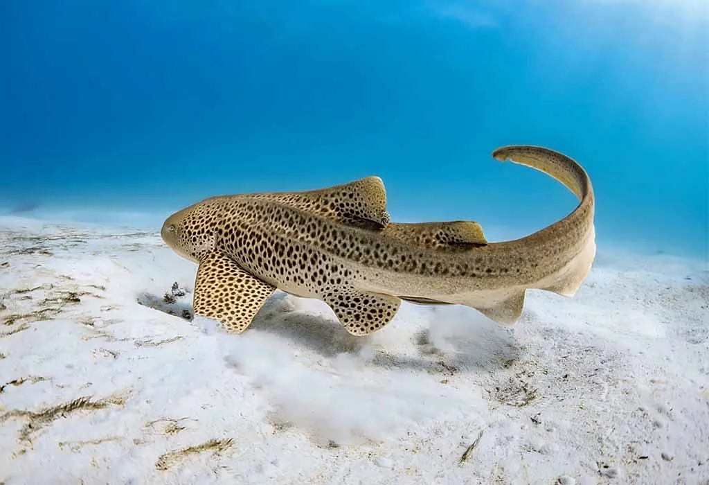Zebra Shark