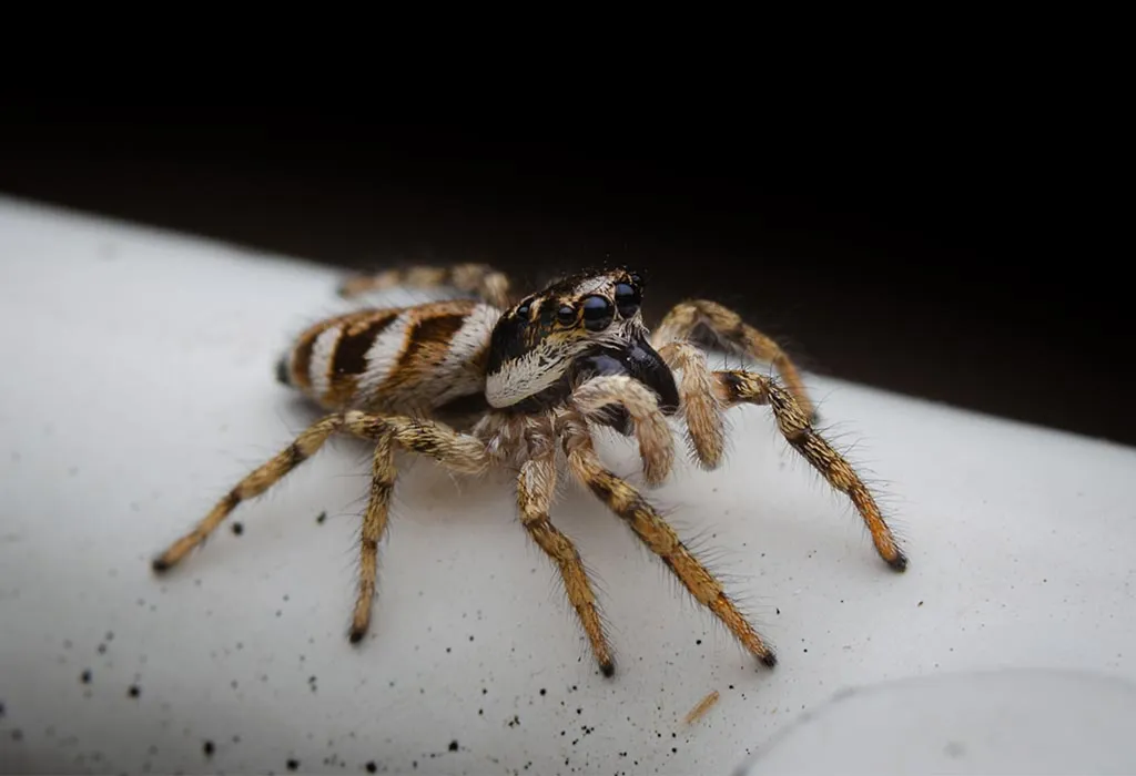 Zebra Spider