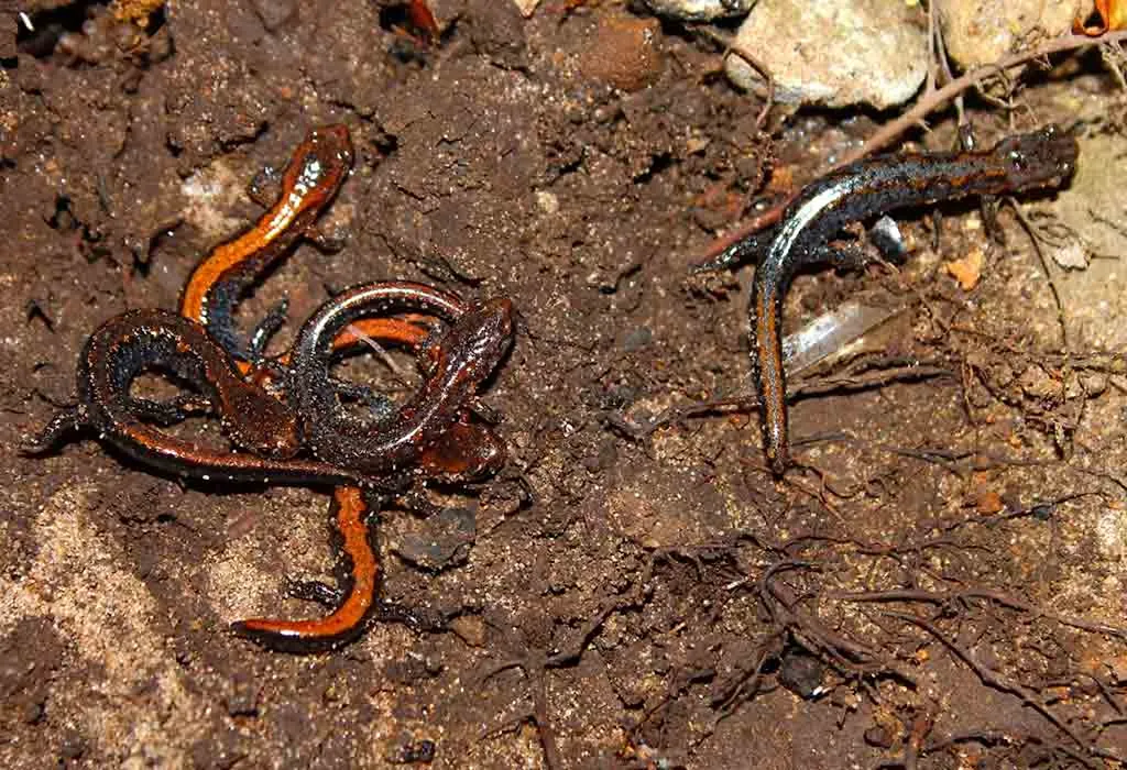 Zigzag Salamander