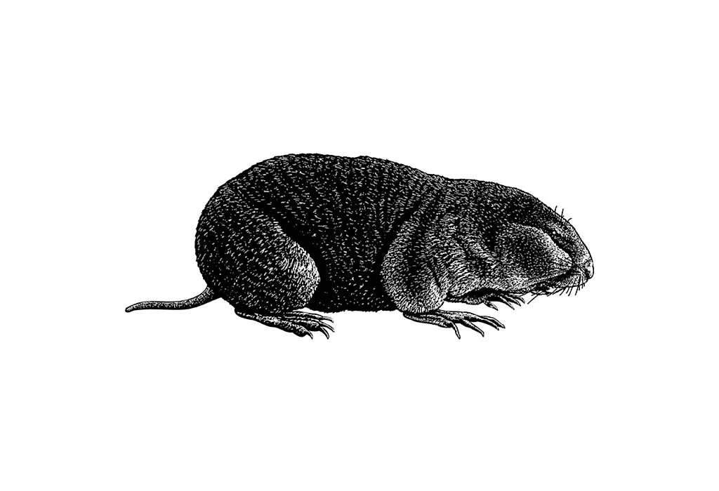 Zokor