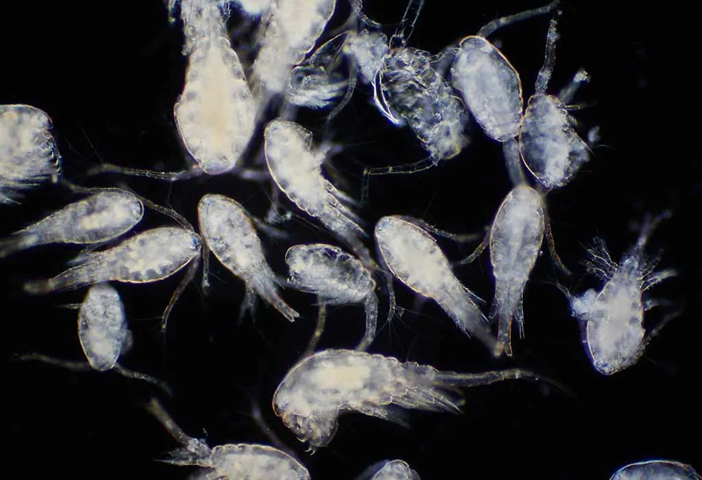 Zooplankton