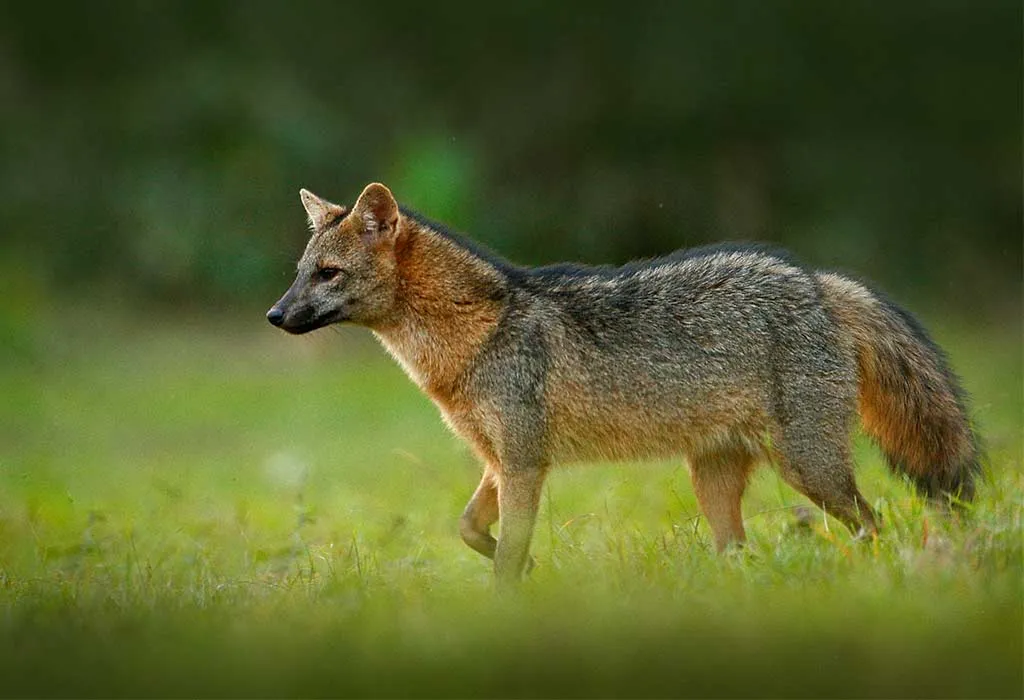 Zorro Cangrejero (Crab-Eating Fox)