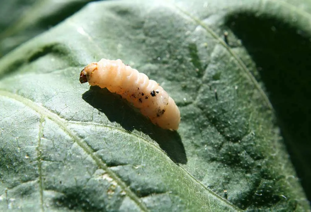 Zucchini Worm