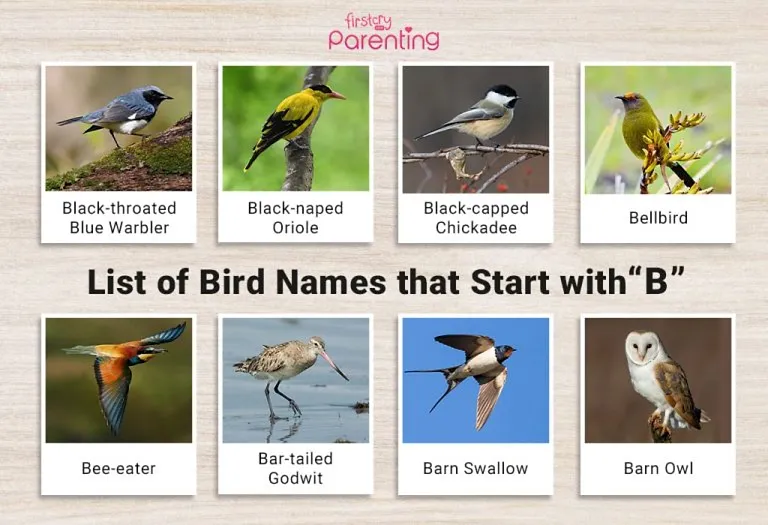 List of Birds That Start With B