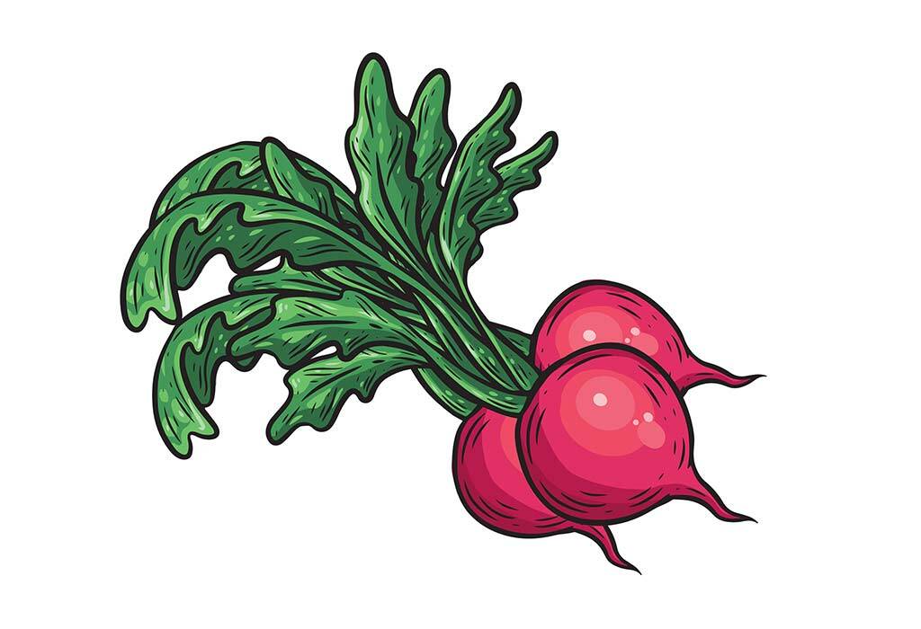 Radishes