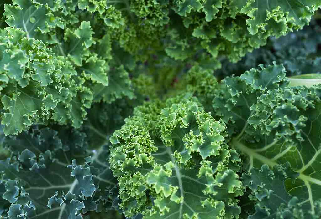 Kale