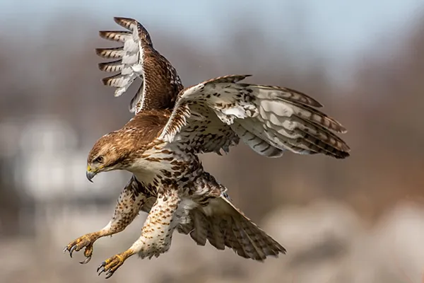 Hawk-Bird