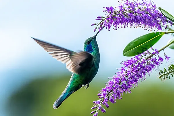 Hummingbird