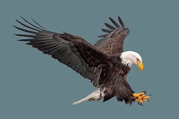 Bald Eagle