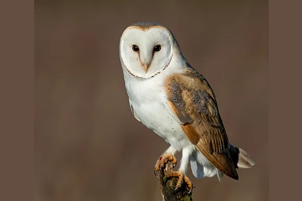 Barn Owl