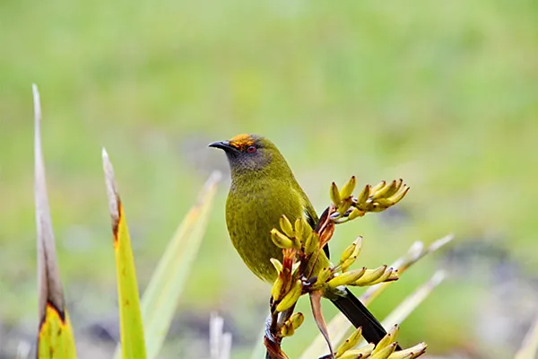 Bellbird